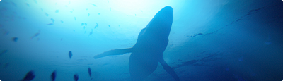 Under The Waves